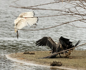 IMG_7888a.jpg